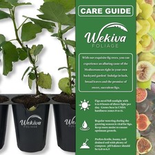 Fig tree live for sale  USA