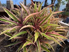 Cryptanthus osiris rainbow for sale  Spartansburg