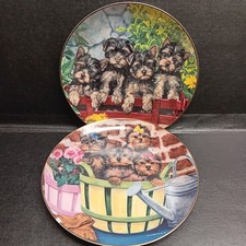 Danbury mint yorkies for sale  Mountain Home