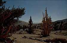 Ancient bristlecone pine for sale  Clearwater