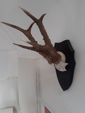 Mounted point roe for sale  SUTTON