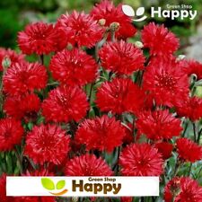 Cornflower centaurea red for sale  DONCASTER