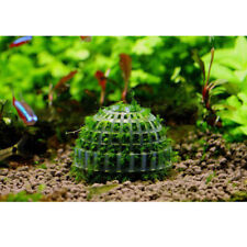 Aquatic plants pot for sale  OXFORD