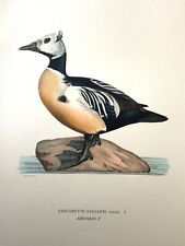 Antique bird print for sale  Houston