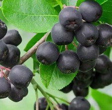 Black chokeberry shrub for sale  Pembine