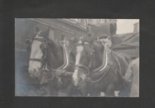 Pair harnessed working for sale  PETWORTH