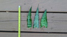 snake plant medium for sale  Louisville