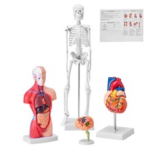Vevor modello anatomico usato Vevor modello anatomico usato  Lonate Pozzolo