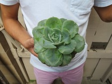 Echeveria succulent for sale  Garden Grove