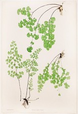 Thomas moore adiantum for sale  New York
