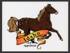 appaloosa d'occasion  Expédié en Belgium