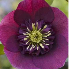 Hellebore anemone red for sale  SALTASH