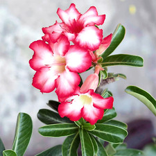 10x wüstenrose bonsai gebraucht kaufen  Hadamar