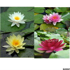 Nenuphar lot plante d'occasion  Krautergersheim