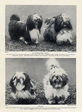 LHASA APSO FOUR NAMED DOGS EARLY EXAMPLES OF THE BREED NICE OLD 1930'S DOG PRINT comprar usado  Enviando para Brazil