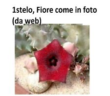 Huernia macrocarpa radice usato  Giugliano in Campania