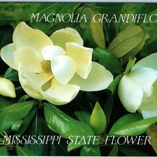 C1990s mississippi state for sale  Evansdale