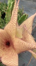 Starfish stapelia gigantea for sale  Punta Gorda