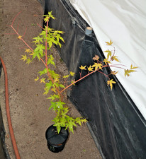 Acer palmatum winter for sale  Newport