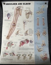Shoulder elbow anatomical for sale  DONCASTER