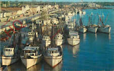 Picture postcard shrimp for sale  NEWCASTLE UPON TYNE