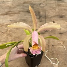 Cattleya fulvescens pot for sale  Mountain View