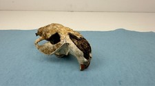 Beaver skull head for sale  Mondovi