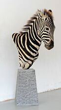 Zebra steppenzebra echtes gebraucht kaufen  Neustadt in Sachsen