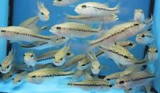 0.75 1.5 largemouth for sale  Oroville
