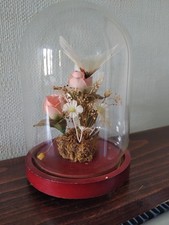 Vintage butterflies dried for sale  MARKET RASEN