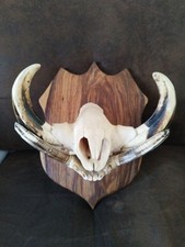 taxidermie cabinet curiosites d'occasion taxidermie cabinet curiosites d'occasion Mus