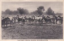 Persano fraz. serre usato  Roma