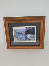 Framed american bald for sale  Denver
