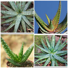 Semi aloe microstigma usato  Nizza di Sicilia