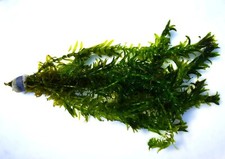 Bunch stems elodea for sale  SCUNTHORPE