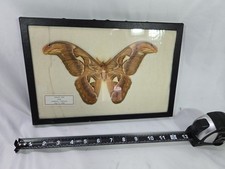 Framed insect butterfly for sale  Highland