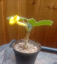 Uncarina roeoesliana caudex for sale  CHESTER
