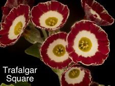 Three auriculas choose for sale  PETERBOROUGH