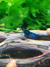 Extra blue dream for sale  Ankeny