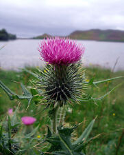 Scottish thistle cotton for sale  GREENOCK