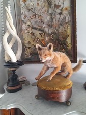 Taxidermy fox super for sale  KINGSWINFORD