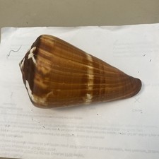 113mm conus vexillum for sale  Sanibel