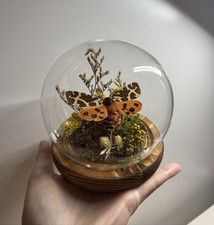 Echte motte glaskugel gebraucht kaufen  Giesen