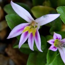 Lobelia oligophylla plug for sale  LONDON
