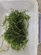 50g java moss for sale  LONDON