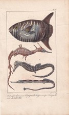 1834 sunfish seahorse for sale  BIDEFORD