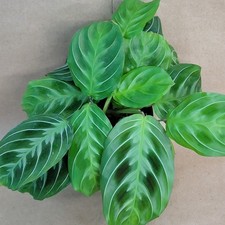 Rare maranta black for sale  Woodland Hills