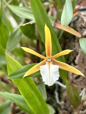 Epidendrum species polybulbon usato  Spedire a Italy