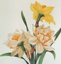 Redoute beautiful flowers for sale  Sahuarita