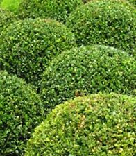 Common box seeds for sale  CAMBORNE